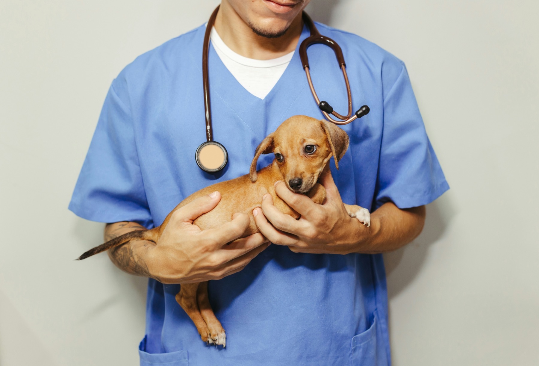 A calm, well-lit veterinary exam room