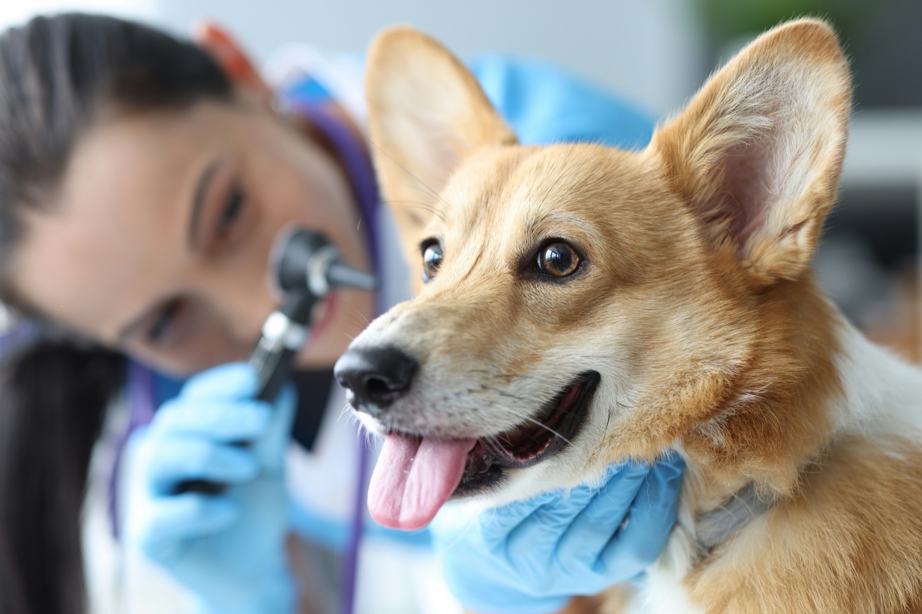 The PawCare veterinary team together