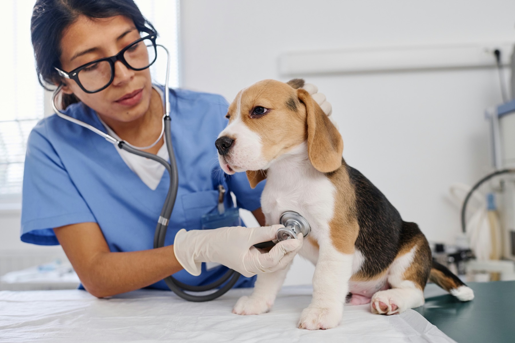 Your puppy's first year: a simple vaccination timeline