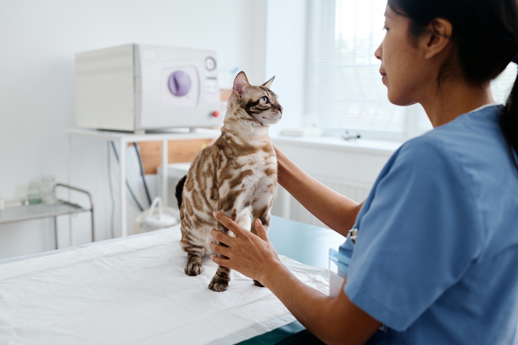 Five signs your senior cat is due for a checkup