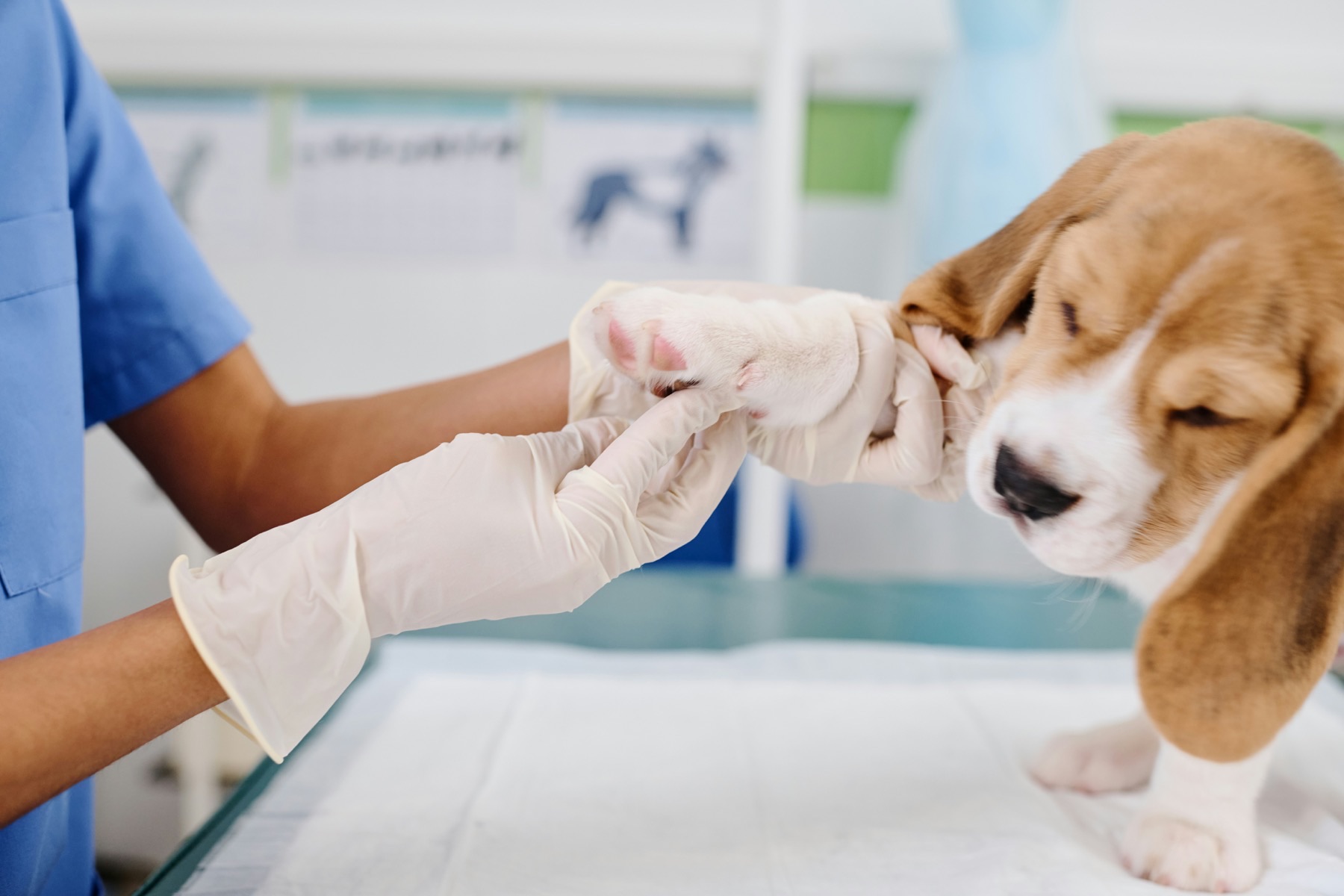 An exam room at the original PawCare clinic