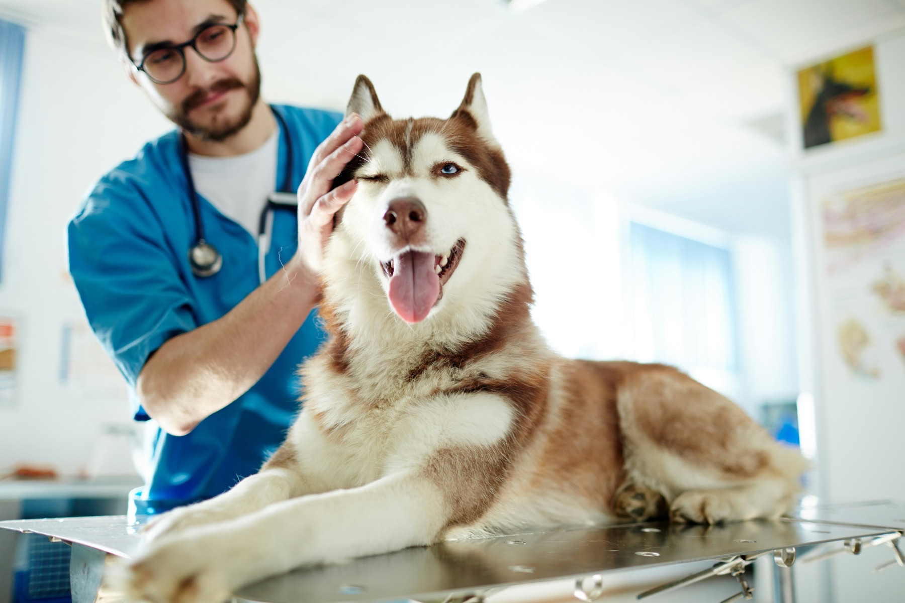 Why dental care matters more than most owners expect