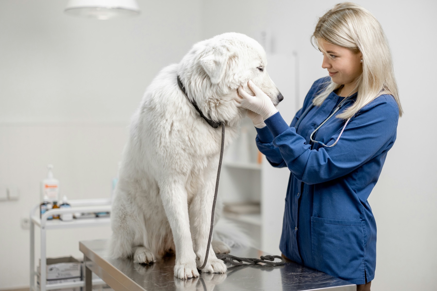 PawCare