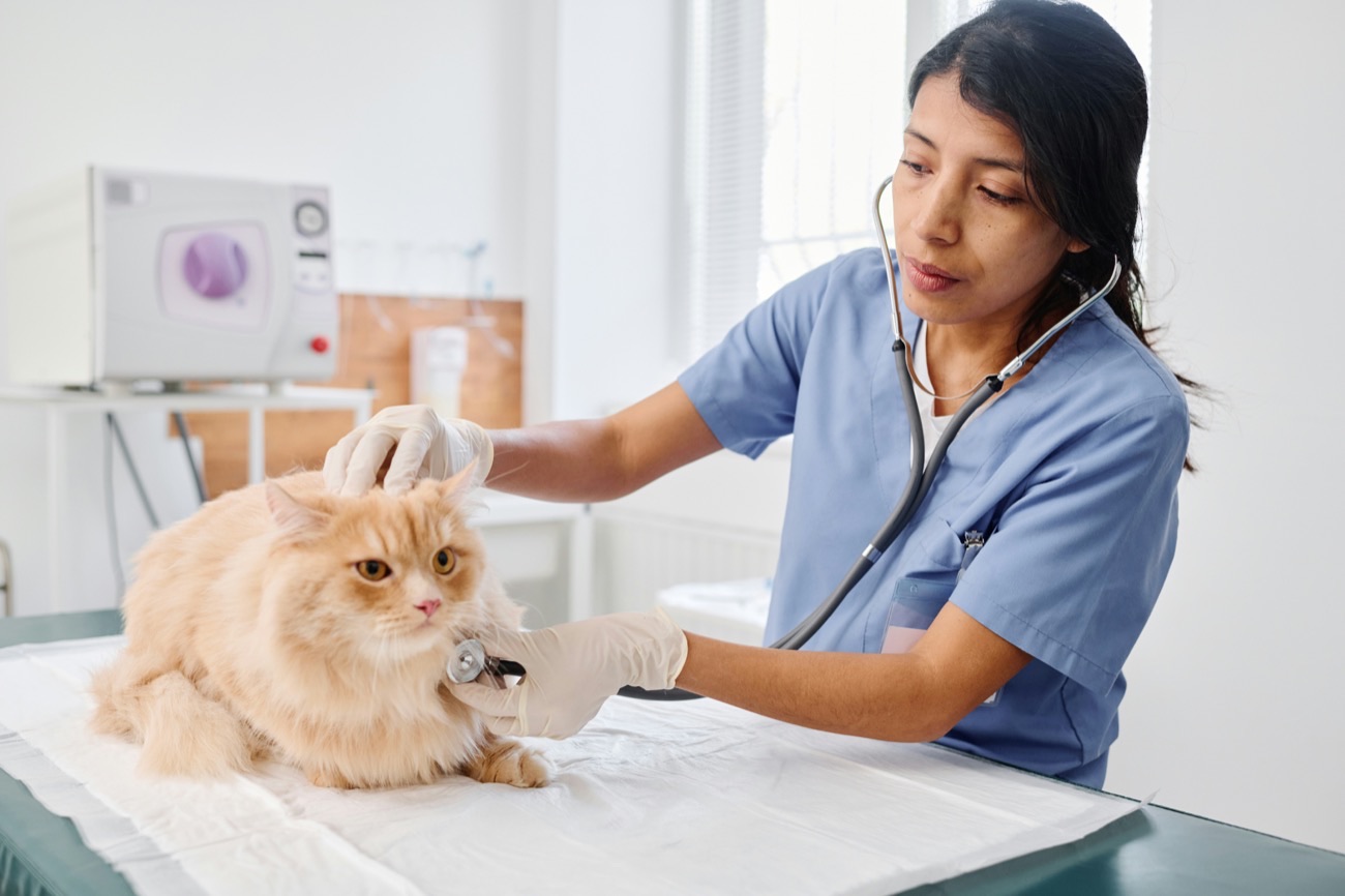 Sofia Alvarez, RVT, Lead Veterinary Technician